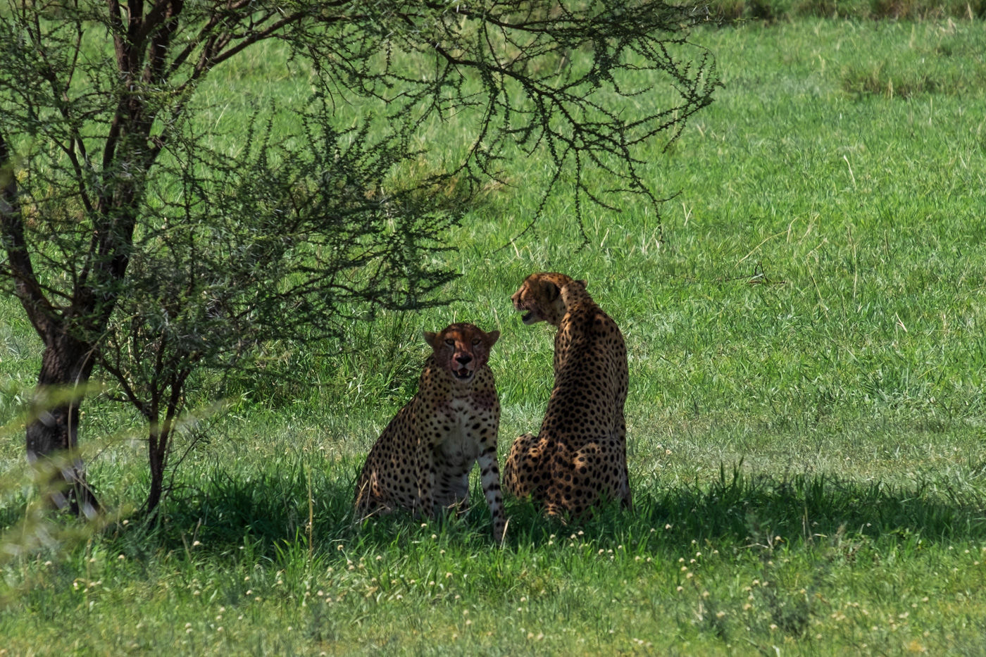 Cheetahs Under Tree