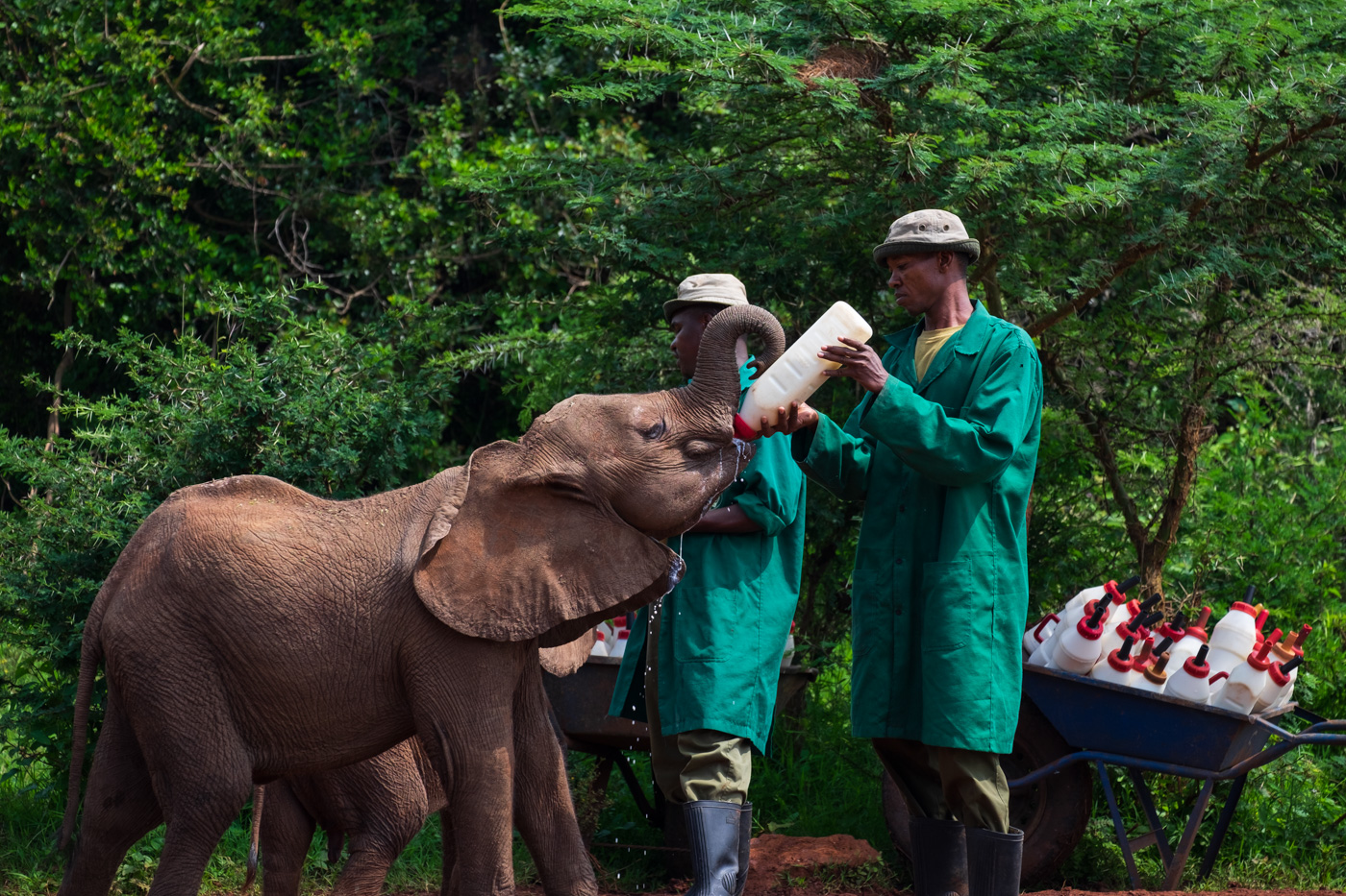Feeding Elephant