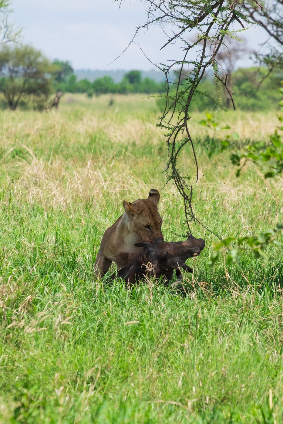 Lioness With Warthog