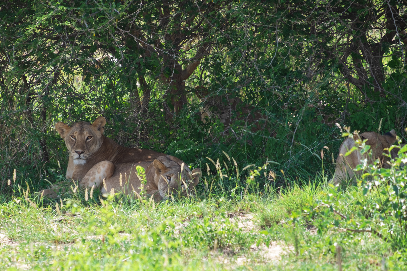 Lionesses Under Tree