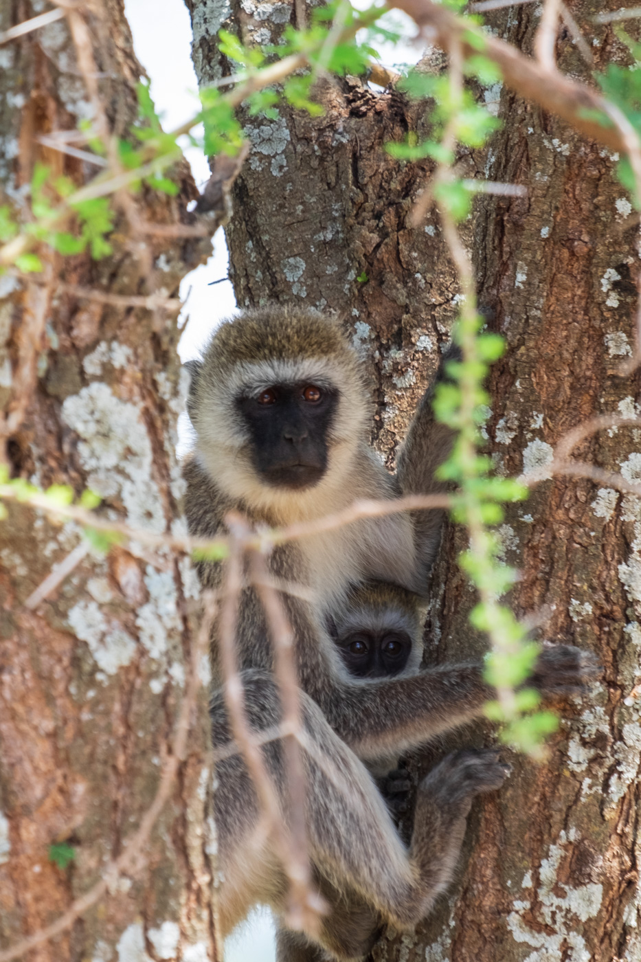 Monkey With Baby In Tree