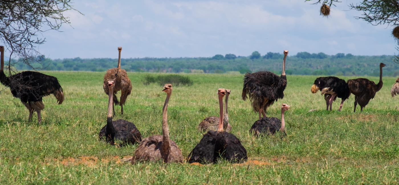 Ostriches